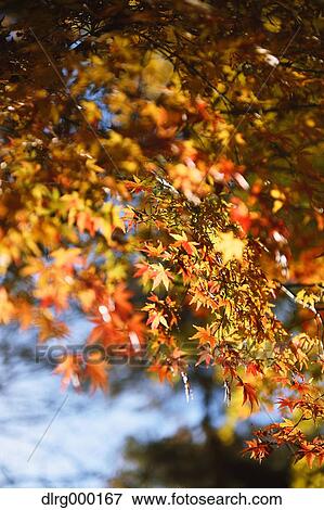 Autumn leaves View Large Photo Image Stock Photo - Autumn leaves. Fotosearch