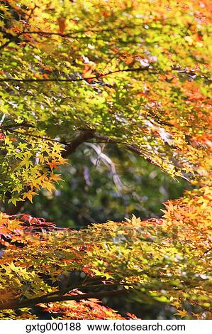 Autumn leaves View Large Photo Image Stock Photo - Autumn leaves. Fotosearch