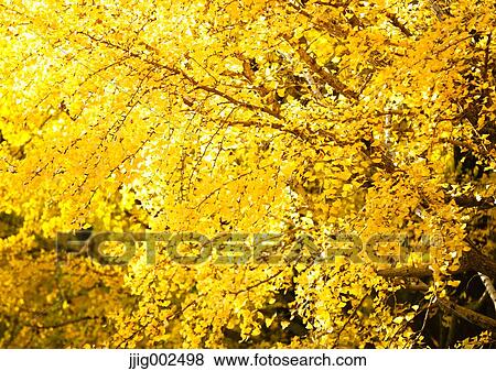 Stock Photo - Autumn leaves. Fotosearch