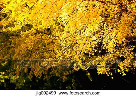 Autumn leaves View Large Photo Image Stock Photo - Autumn leaves. Fotosearch