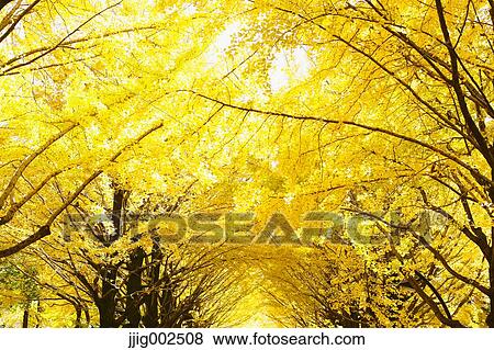Autumn leaves View Large Photo Image Stock Photo - Autumn leaves. Fotosearch