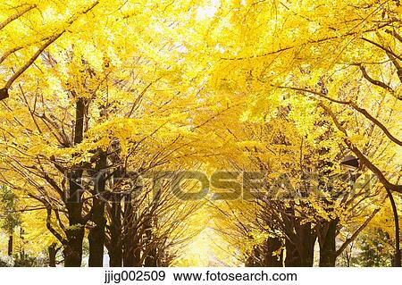 Autumn leaves View Large Photo Image Stock Photo - Autumn leaves. Fotosearch