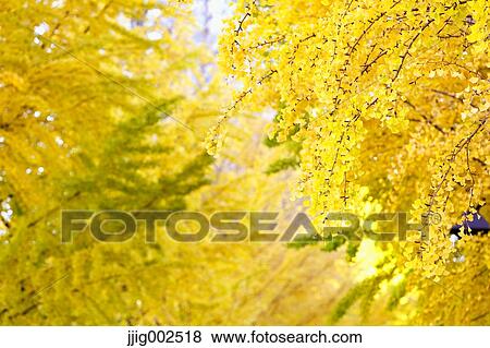 Stock Photo - Autumn leaves. Fotosearch