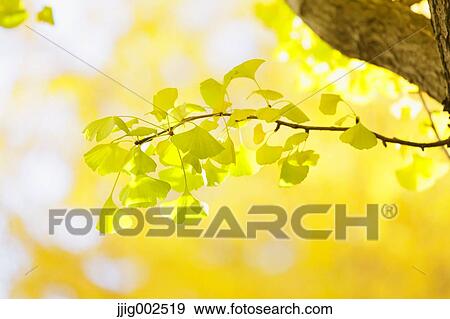 Autumn leaves View Large Photo Image Stock Photo - Autumn leaves. Fotosearch