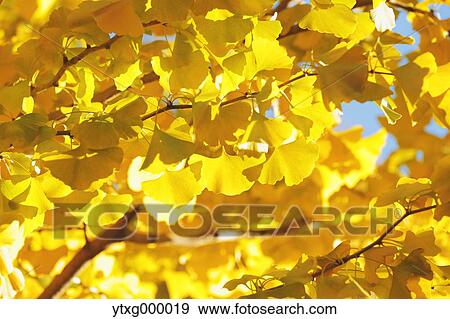 Autumn leaves View Large Photo Image Stock Photo - Autumn leaves. Fotosearch