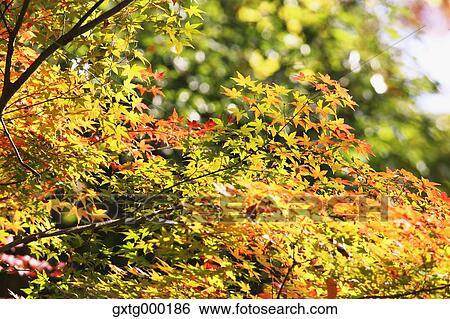 Stock Photograph - Autumn leaves. Fotosearch