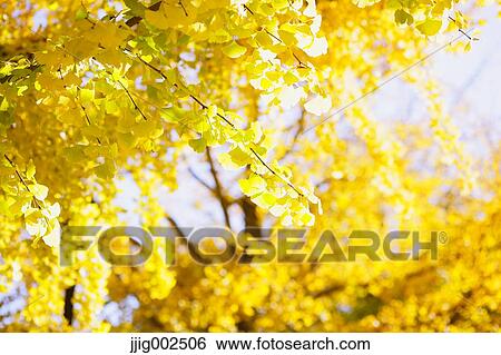 Autumn leaves View Large Photo Image Stock Photograph - Autumn leaves. Fotosearch