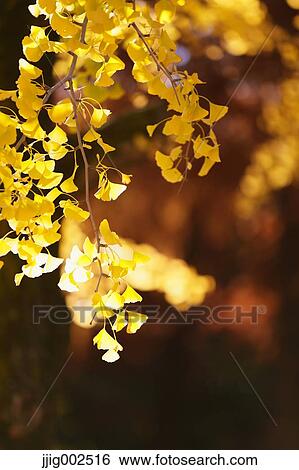 Stock Photograph - Autumn leaves. Fotosearch
