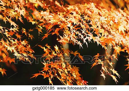 Autumn leaves View Large Photo Image Stock Photography - Autumn leaves. Fotosearch