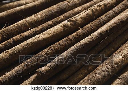 Stock Photo - Burdock. Fotosearch