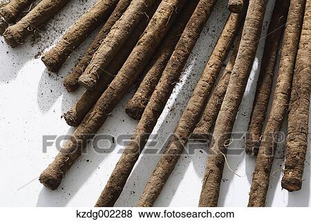 Burdock View Large Photo Image Stock Photo - Burdock. Fotosearch