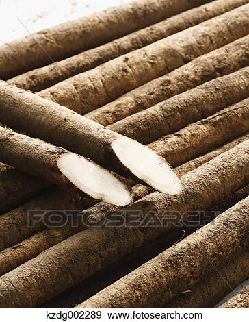 Stock Photo - Burdock. Fotosearch