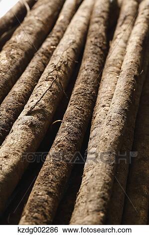 Stock Photograph - Burdock. Fotosearch