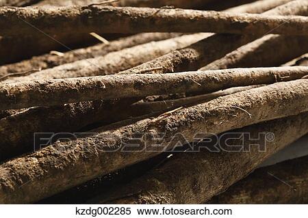 Stock Photography - Burdock. Fotosearch