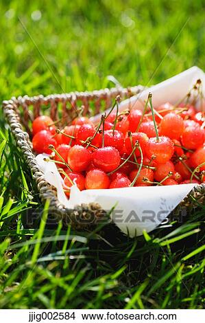 Cherries View Large Photo Image Picture - Cherries. Fotosearch
