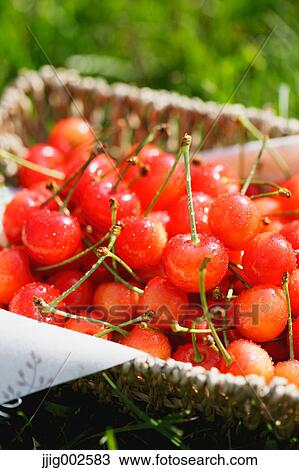Cherries View Large Photo Image Stock Image - Cherries. Fotosearch