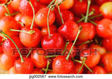Cherries View Large Photo Image Stock Photo - Cherries. Fotosearch