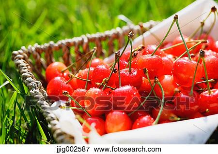 Cherries View Large Photo Image Stock Photo - Cherries. Fotosearch