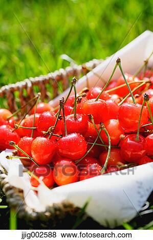 Cherries View Large Photo Image Stock Photo - Cherries. Fotosearch