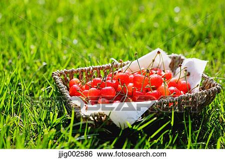 Cherries View Large Photo Image Stock Photograph - Cherries. Fotosearch