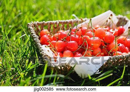 Cherries View Large Photo Image Stock Photography - Cherries. Fotosearch