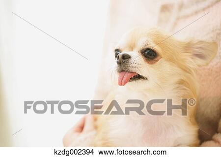 Chihuahua View Large Photo Image Picture - Chihuahua. Fotosearch