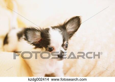 Picture - Chihuahua. Fotosearch