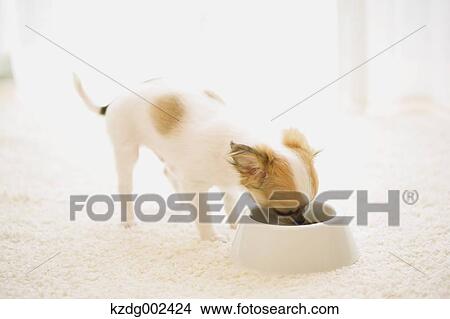 Picture - Chihuahua. Fotosearch
