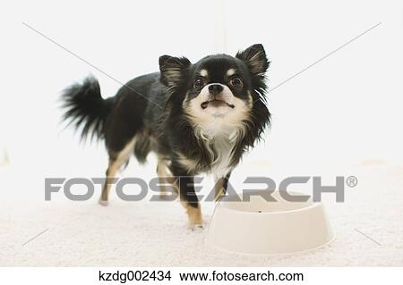 Picture - Chihuahua. Fotosearch