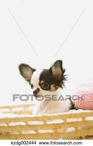 Picture - Chihuahua. Fotosearch
