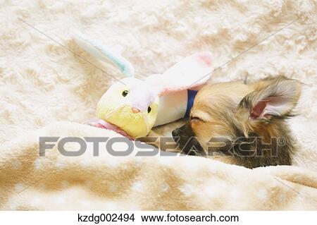 Picture - Chihuahua. Fotosearch
