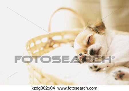 Chihuahua View Large Photo Image Picture - Chihuahua. Fotosearch