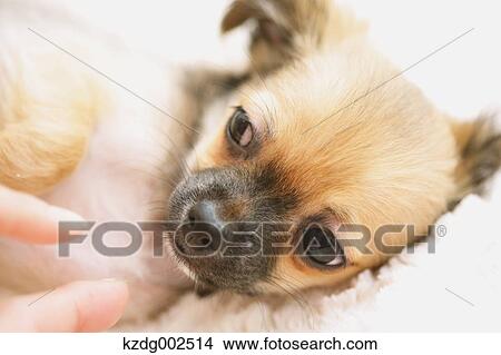 Chihuahua View Large Photo Image Picture - Chihuahua. Fotosearch