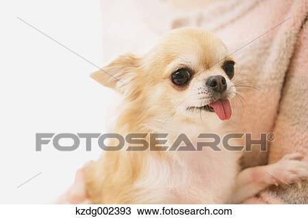 Chihuahua View Large Photo Image Stock Image - Chihuahua. Fotosearch