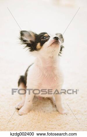 Chihuahua View Large Photo Image Stock Image - Chihuahua. Fotosearch