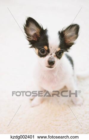 Stock Image - Chihuahua. Fotosearch