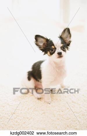 Stock Image - Chihuahua. Fotosearch