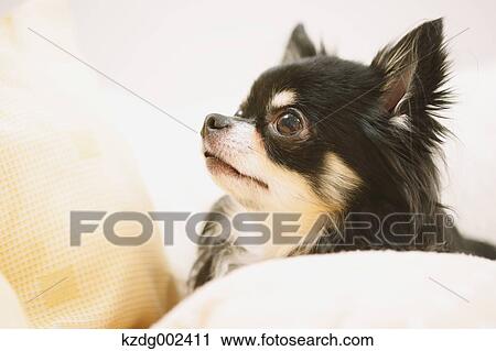 Chihuahua View Large Photo Image Stock Image - Chihuahua. Fotosearch