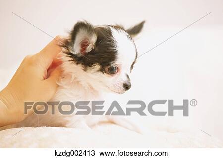 Chihuahua View Large Photo Image Stock Image - Chihuahua. Fotosearch