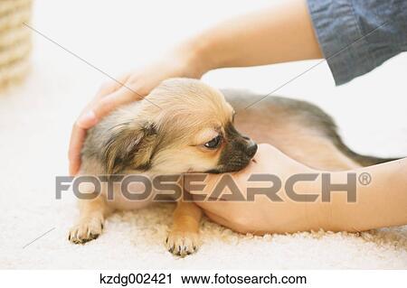 Chihuahua View Large Photo Image Stock Image - Chihuahua. Fotosearch