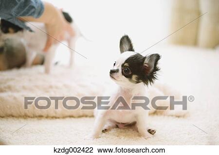 Stock Image - Chihuahua. Fotosearch
