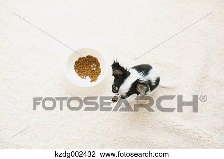 Stock Image - Chihuahua. Fotosearch