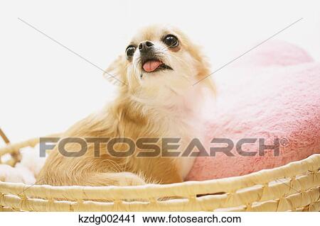 Chihuahua View Large Photo Image Stock Image - Chihuahua. Fotosearch