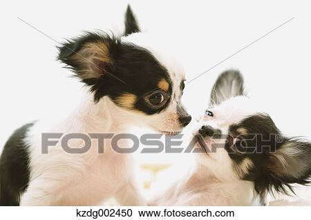 Chihuahua View Large Photo Image Stock Image - Chihuahua. Fotosearch