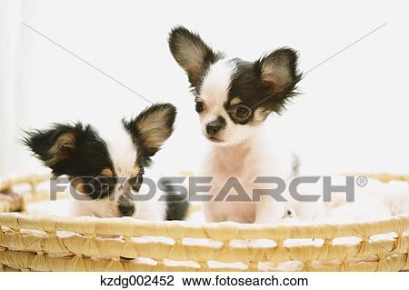 Stock Image - Chihuahua. Fotosearch