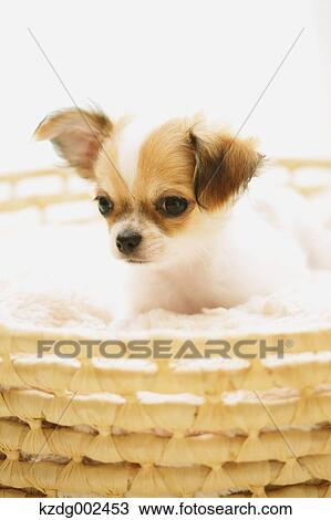 Chihuahua View Large Photo Image Stock Image - Chihuahua. Fotosearch