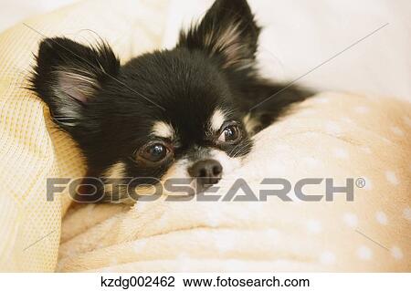 Chihuahua View Large Photo Image Stock Image - Chihuahua. Fotosearch