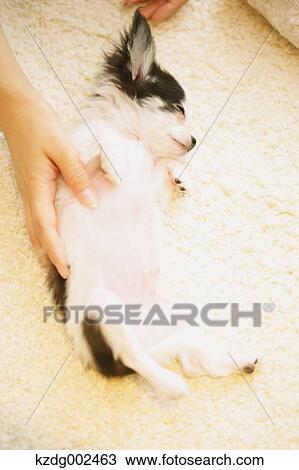 Chihuahua View Large Photo Image Stock Image - Chihuahua. Fotosearch