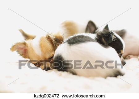 Chihuahua View Large Photo Image Stock Image - Chihuahua. Fotosearch