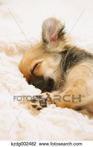 Chihuahua View Large Photo Image Stock Image - Chihuahua. Fotosearch